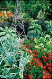 Seed Trends for Innovative Organic Gardening Image